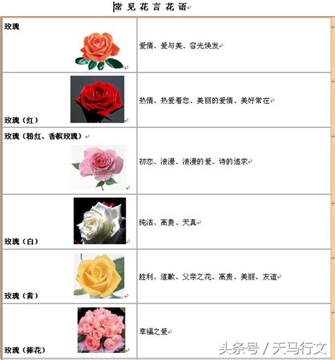 鬱金香花語顏色|【Tulip花語大全】10大顏色鬱金香花語，5款鬱金香花。